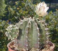 minGymno-miha-fri_23092000.1.jpg (15090 byte)