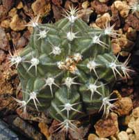 minGymno-miha_23092000.1.jpg (19343 byte)