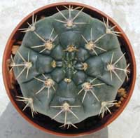 minGymno-para_02092000.1.jpg (15330 byte)