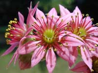 minSemp-arach_18062000.2.jpg (13352 byte)