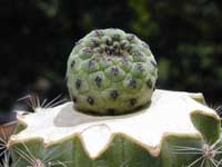minSulco-rau_26082000.2.jpg (9191 byte)