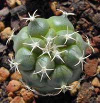 minTurbi-loph_10092000.1.jpg (16535 byte)