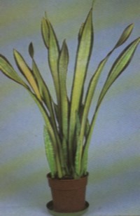 SANSEVIERIA