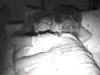 tatiLory9.jpg (2414 byte)