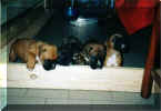 otto+tobia+clara+mos�+anya.jpg (22602 byte)