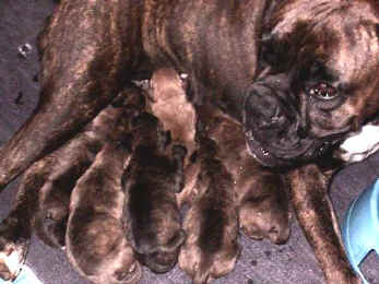 La mamma con i cuccioli