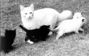 Stand in for Josephine with the first Ragdoll kittens, Summer 1965, Left to right : Gueber, Mitts, Tiki and Kyoto