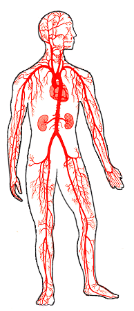 Sistema arterioso