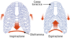 atto respiratorio : inspirazione e espirazione