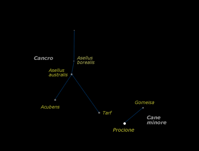 Cancro - Cane minore