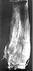 individual marks on lead core