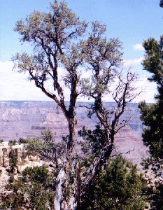 Image of tree at Moran Point