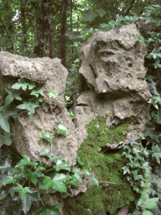 Old Man of the Woods