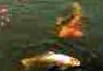 Picture of fISH