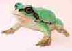 Picture of Frog