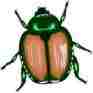 Picture of insect