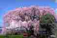 Picture of Cherry tree