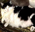 jaba the cat
