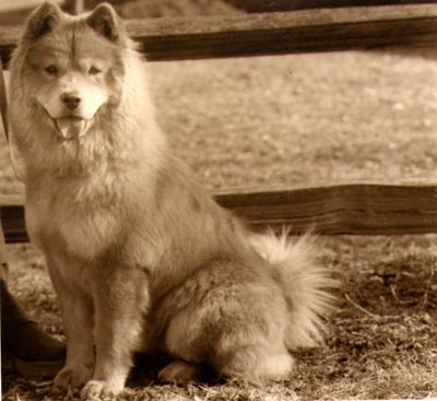 Moshi the Chow Chow