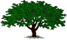 Oak Tree