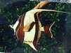 Fish Plaque Thumbnail Picture