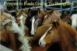 Stop Horse Abuse Now!