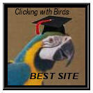 Clicking with Birds Best WebSite
