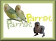 ParrotParrot