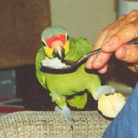 Charlie red lored amazon