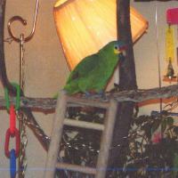 red lored amazon