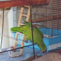 red lored amazon