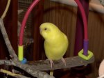 Christopher Yellow Parakeet