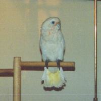 Fluffy