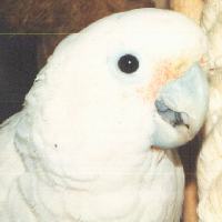 Fluffy