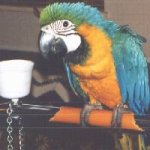 JozeyJo blue and gold macaw