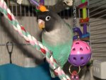 Blue Masked Lovebird