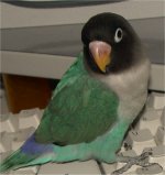 Simon