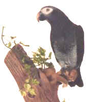 Smoki African Grey Timneh