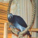 Smoki African Grey Timneh