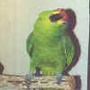 Charlie