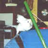 Fluffy n Jerry