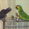 Smoki n Charlie