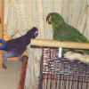 Smoki n Charlie
