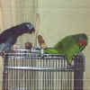 Smoki n Charlie