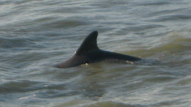 dolphin