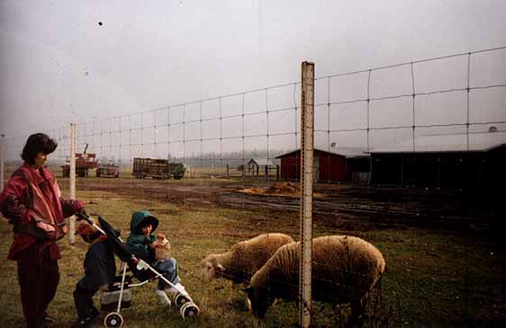 at Bearbrook Farm