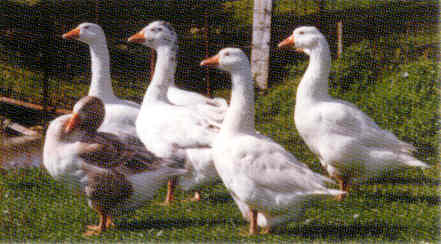 at Bearbrook Farm