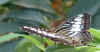 Butterfly1.jpg (41686 bytes)
