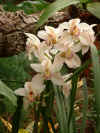 orchid.jpg (317119 bytes)