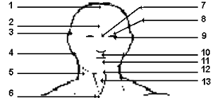 Head Vital Points